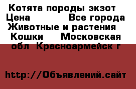 Котята породы экзот › Цена ­ 7 000 - Все города Животные и растения » Кошки   . Московская обл.,Красноармейск г.